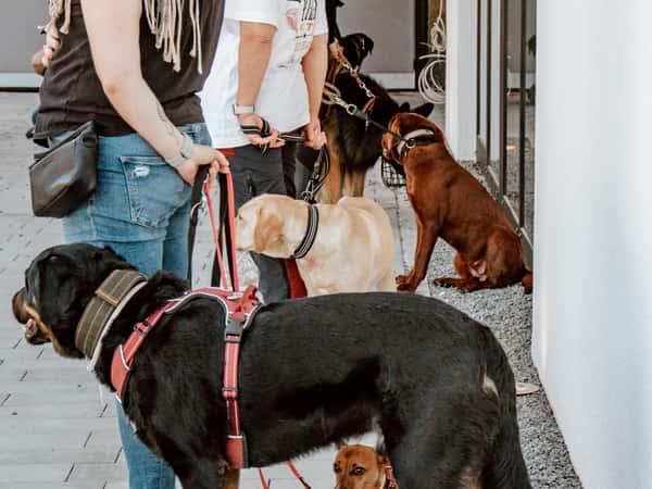 Hundetraining